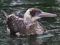 Ein Ba�t�lpel zieht seine Bahnen. (Zoo Rostock, Januar 2010)