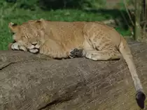 Ein junger L�we ruht sich aus. (Zoo Rostock, April 2009)