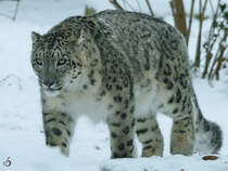 Ein Schneeleopard durchschreitet sein Revier. (Zoo Rostock, Januar 2010)