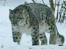 Ein Schneeleopard durchschreitet sein Revier. (Zoo Rostock, Januar 2010)