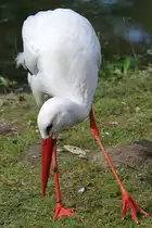 Ein Wei�storch auf der Suche nach dem Frosch. (Zoo Rostock, April 2009)
