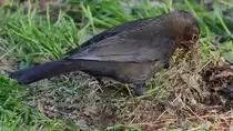 Eine Amsel sucht t�chtig Material f�r den Nestbau. (Dresden, April 2014)