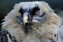 Ein Bartgeier im Portrait. (Zoo Wuppertal, Januar 2009)