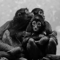 Braunkopfklammeraffen in kuschliger Haltung. (Zoo Wuppertal, Januar 2009)