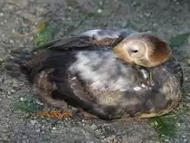Eine N�rdliche Eiderente im Zoo Wuppertal. (Oktober 2005)