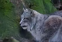 Ein sibirischer Luchs im Zoo Wuppertal. (Januar 2009)
