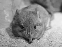 Eine kurzohrige Elefantenspitzmaus im Zoo Wuppertal. (Januar 2009)
