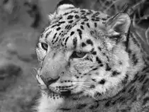 Ein Schneeleopard im Zoo Wuppertal. (Januar 2009)