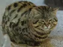 Eine Schwarzfu�katze im Zoo Wuppertal. (Januar 2009)