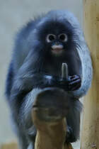 Ein junger Brillenlangur im Zoo Wuppertal. (Januar 2009)