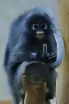 Ein junger Brillenlangur im Zoo Wuppertal. (Januar 2009)