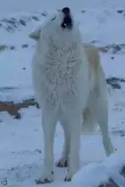 Ein Kanadischer Wolf im Zoo Wuppertal. (Januar 2009) 