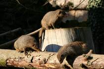Zebramangustentrupp auf Entdeckungstour am 7.12.2009 im Zoo Dresden. 
