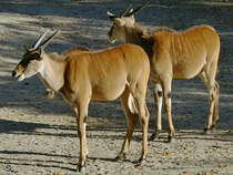 Zwei Elenantilopen im Zoo Wuppertal. (Oktober 2005)