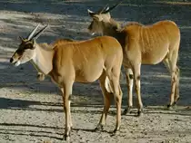 Zwei Elenantilopen im Zoo Wuppertal. (Oktober 2005)