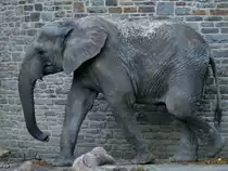 Ein S�dafrikanischer Steppenelefant im Zoo Wuppertal. (Oktober 2005)