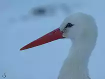 Ein Wei�storch im Zoo Wuppertal. (Januar 2009)
