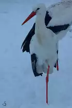Ein Wei�storch im Zoo Wuppertal. (Januar 2009)