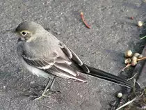  Auf Nahrungssuche  in Warnem�nde; 070827