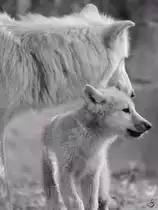 Nachwuchs bei den Hudson-Bay-W�lfen im Zoo Duisburg. (Juli 2013)