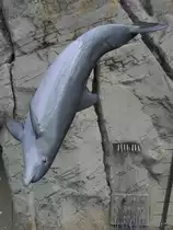 Ein  fliegender  Delfin w�hrend einer Vorf�hrung im Zoo Duisburg. (September 2010)