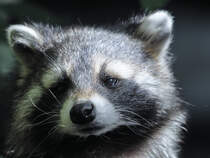 Ein Nordamerikanischer Waschbr im Portrait. (Zoo Duisburg, September 2010)