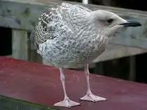  Futterblick , Warnem�nde 070827