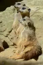 Drei aufmerksame Erdm�nnchen (Zoo Duisburg, September 2010)