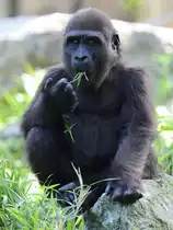 Ein junger Gorilla bei einem kleinen Snack. (Zoo Duisburg, September 2011)