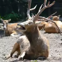 Ein br�llender Davidshirsch im Zoo Duisburg. (September 2011)