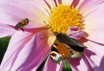 Bltenbesucher: Tagpfauenauge auf der Blte und Biene im Anflug - 15.10.2017