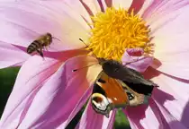 Bl�tenbesucher: Tagpfauenauge auf der Bl�te und Biene im Anflug - 15.10.2017