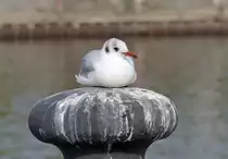 M�we auf einem Poller am Moselufer in Koblenz - 16.10.2017