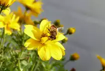 Biene auf einer Bl�te am Stra�enrand - 21.08.2017