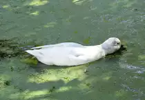 Weiße Stockente pflügt durch die Algen in einem Teich beim Schloß Gracht in Erftstadt-Liblar - 14.10.2017