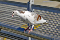 Neugierige Taube am Flughafen Dsseldorf - 29.08.2017