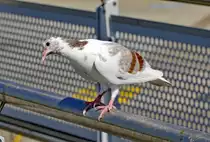 Neugierige Taube am Flughafen D�sseldorf - 29.08.2017