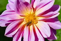 Wespe versteckt sich unter einem Bl�tenstempel im Garten - 15.10.2017