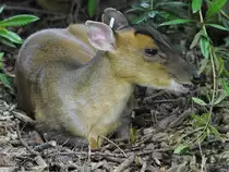 Ein Chinesischer Muntjak im Zoo Duisburg. (September 2011)