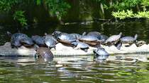 Dichtes Gedrnge auf der Sonnenbank. Gelbwangen-Schmuckschildkrten im Zoo Duisburg. (Juni 2013)