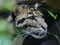 Ein Nebelparder versteckt sich im Dickicht. (Zoo Duisburg, Juli 2013)