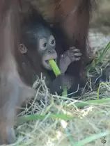Ein Borneo-Orang-Utan-Baby im Zoo Duisburg. (September 2011)