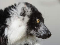 Ein Schwarzweier Vari im Seitenportrait. (Zoo Duisburg, September 2011)