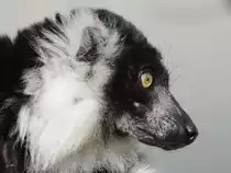 Ein Schwarzwei�er Vari im Seitenportrait. (Zoo Duisburg, September 2011)