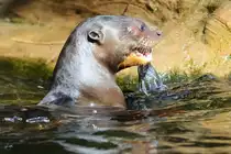 Lecker Fisch f�r den Riesenotter. (Zoo Duisburg, Juli 2013)