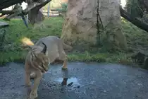 In der Anlage umherstreifender Karakals am 7.12.2009in Zoo Dresden. 
