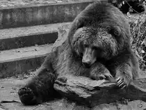 Ein Kodiakb�r im Zoo Duisburg (Oktober 2006)