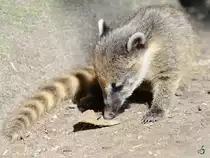 Nachwuchs bei den S�damerikanischen Nasenb�ren im Zoo Duisburg. (Juli 2013)