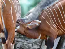 Ostafrikanische Bongos im Zoo Duisburg. (September 2011)