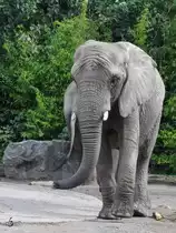 Ein S�dafrikanischer Steppenelefant im Zoo Duisburg. (September 2010)